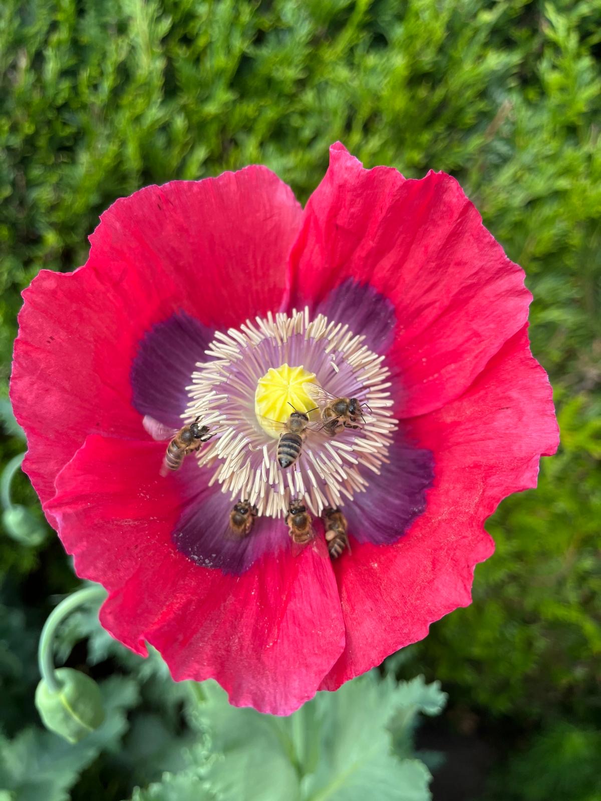 Blüte als Symbol für Biodiversität